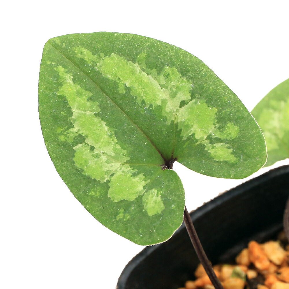 楽天市場】【送料無料】カンアオイ オトメカンアオイ 八重咲き : 片岡