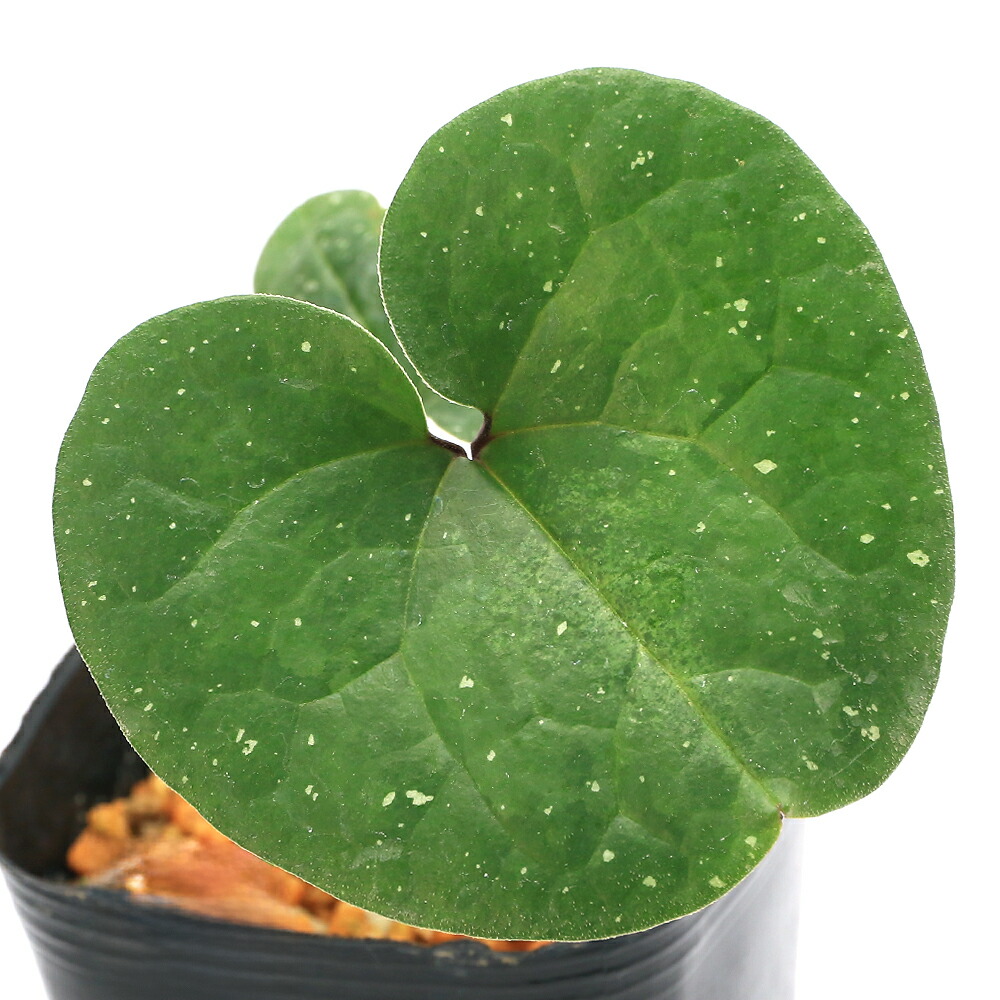 楽天市場】斑入りカンアオイ 紅孔雀 3号鉢 寒葵 古典植物 山野草