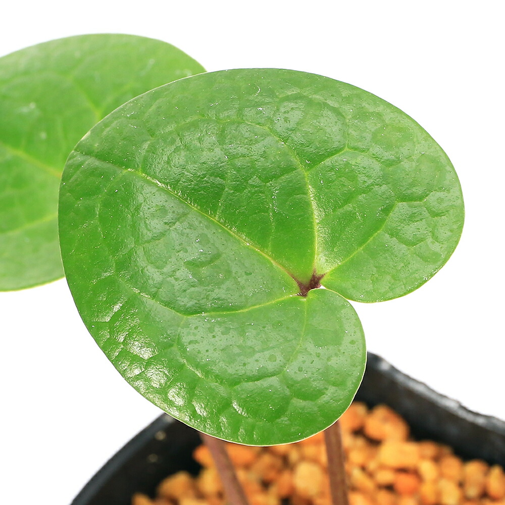 楽天市場】（山野草）カンアオイ（寒葵）亀甲葉 センカクカンアオイ 3