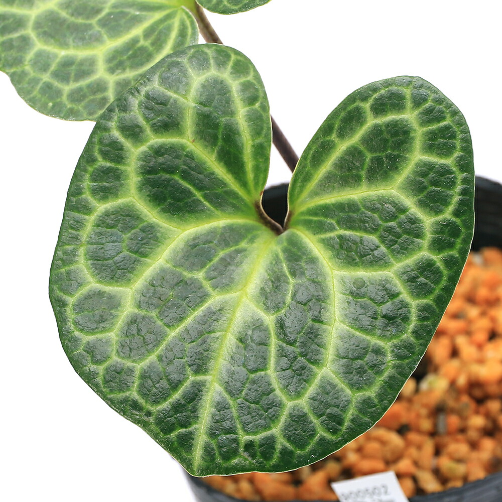 楽天市場】斑入りカンアオイ 紅孔雀 3号鉢 寒葵 古典植物 山野草 kih