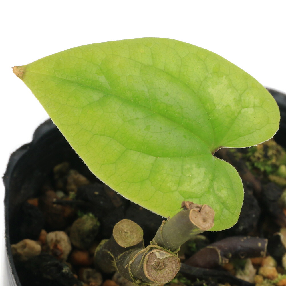 （山野草）カンアオイ（寒葵）アサルム　ペテロッティ（Ａｓａｒｕｍ　ｐｅｔｅｌｏｔｉｉ　紅金耳環）　３号（１ポット） 5,465円