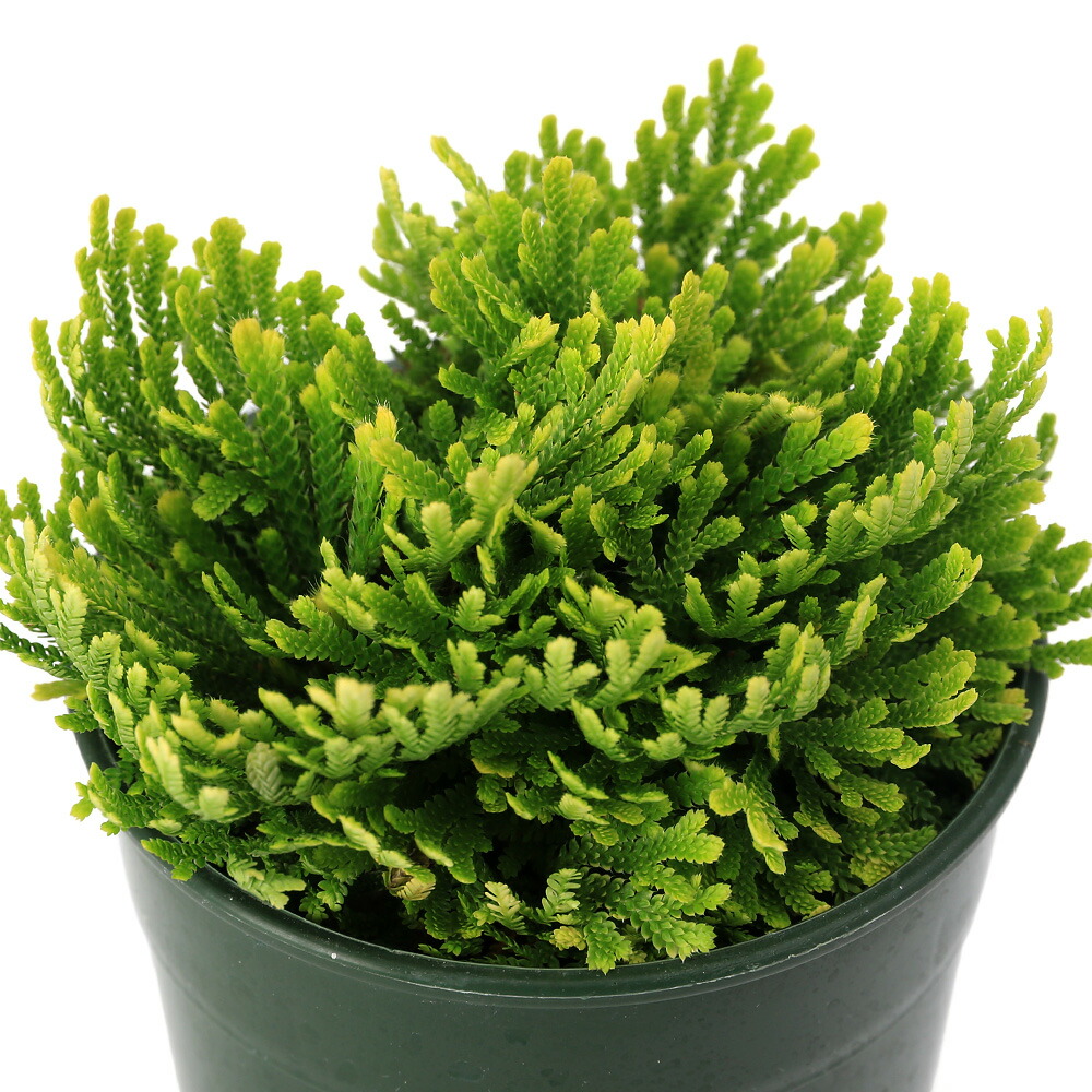 楽天市場】イワヒバ 4号鉢（c14） : 千草園芸