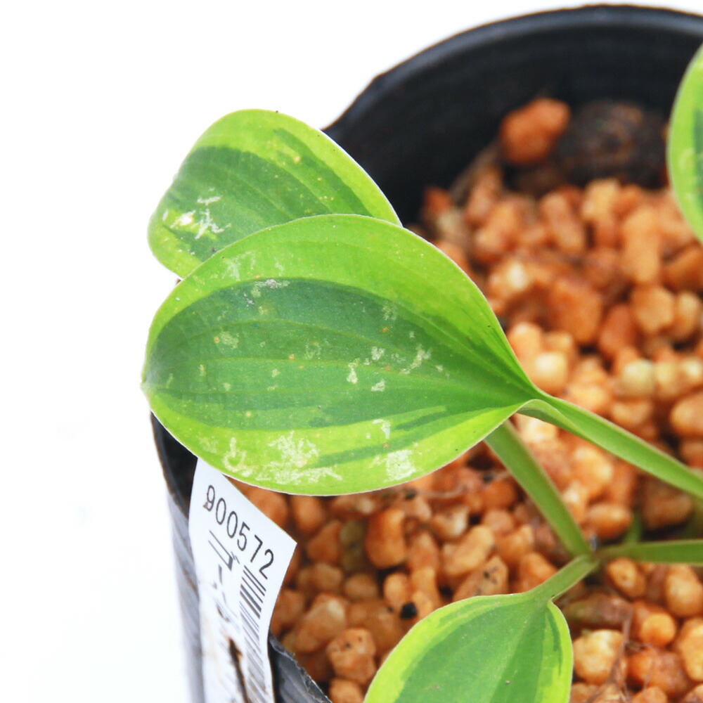 楽天市場】ギボウシ 苗 エメラルドティアラ 4号 ホスタ 擬宝珠