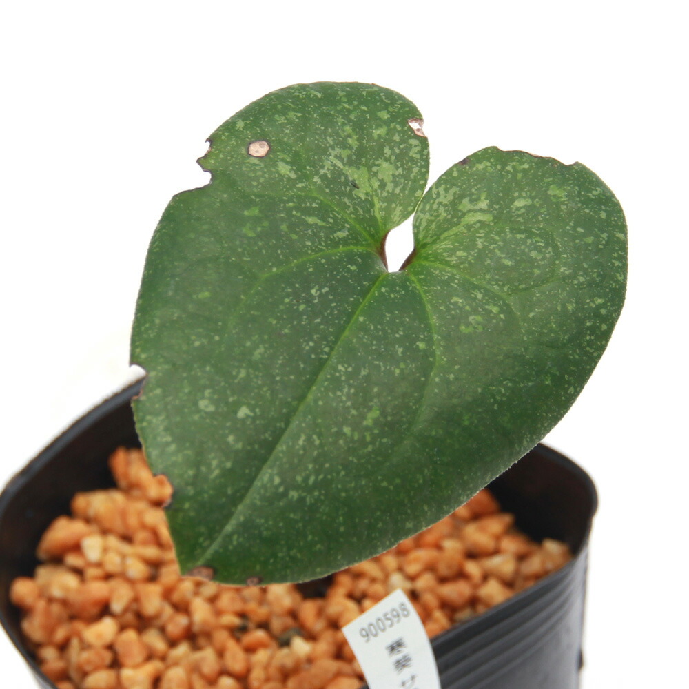 楽天市場】【送料無料】山野草 カンアオイ 素心パンダカンアオイ A