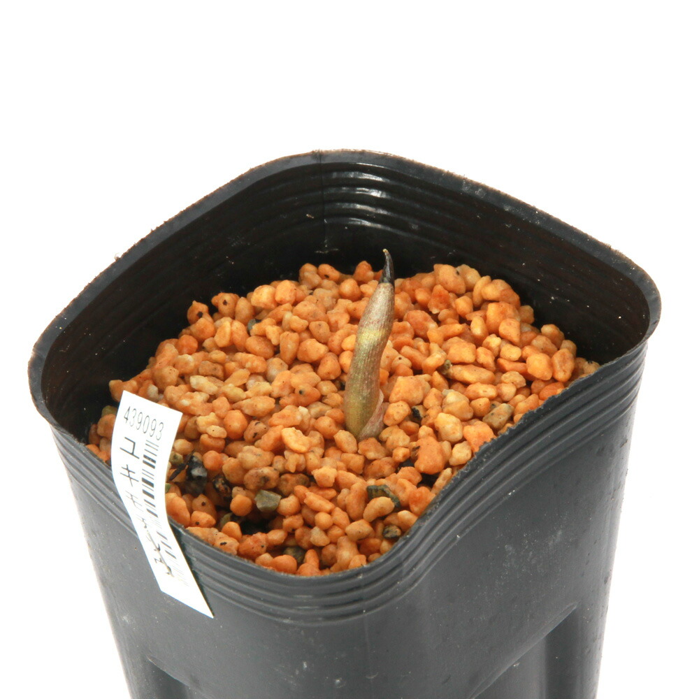 楽天市場】（山野草）テンナンショウ（天南星）模様葉 スルガテンナン