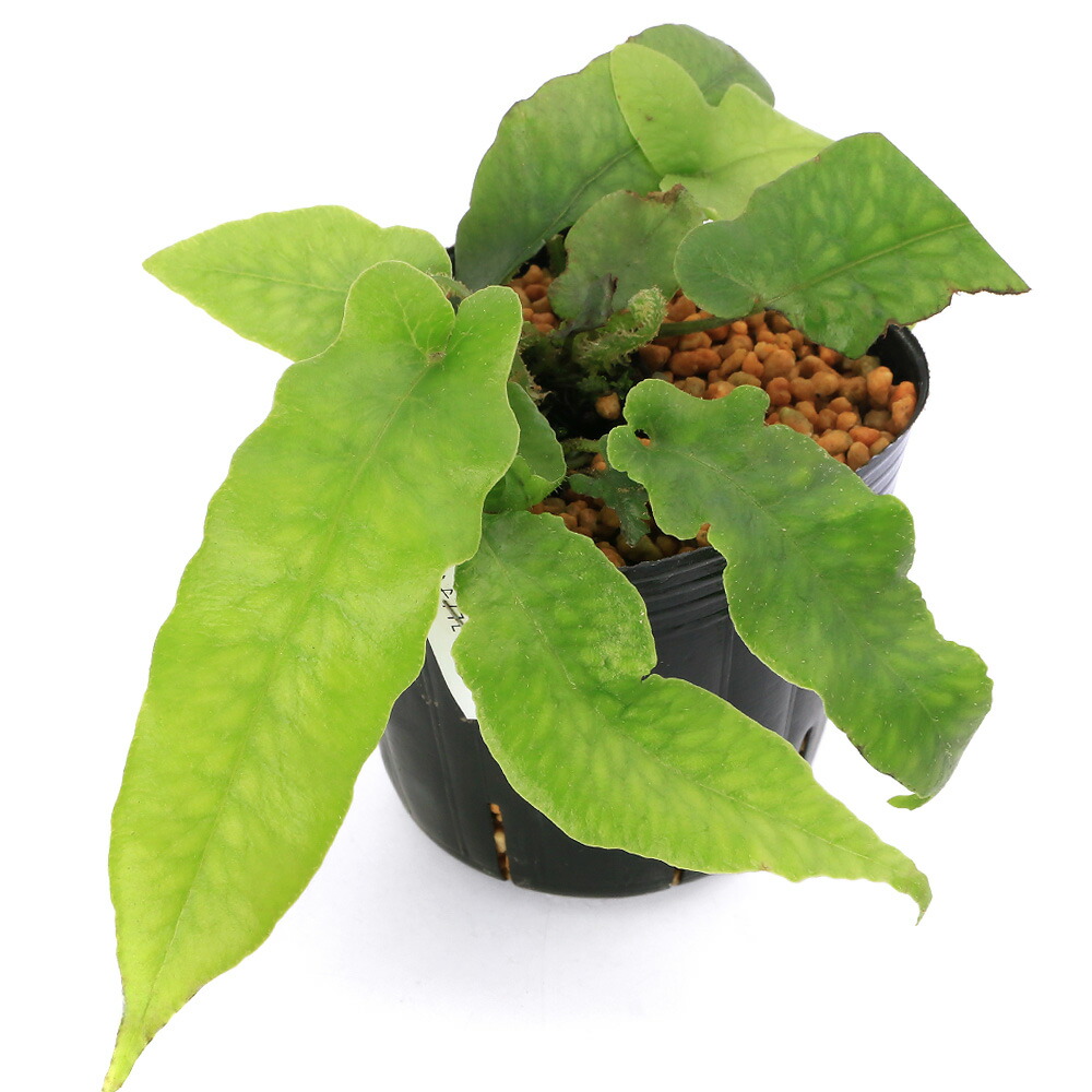 ★山野草　蘭　シダ類　斑入り植物　★紀州産、 野生ヘラシダの極小タイプ 　② ☆紀州産、野生、山シノブの特大株 ③ ☆ シダ類 山野草 蘭