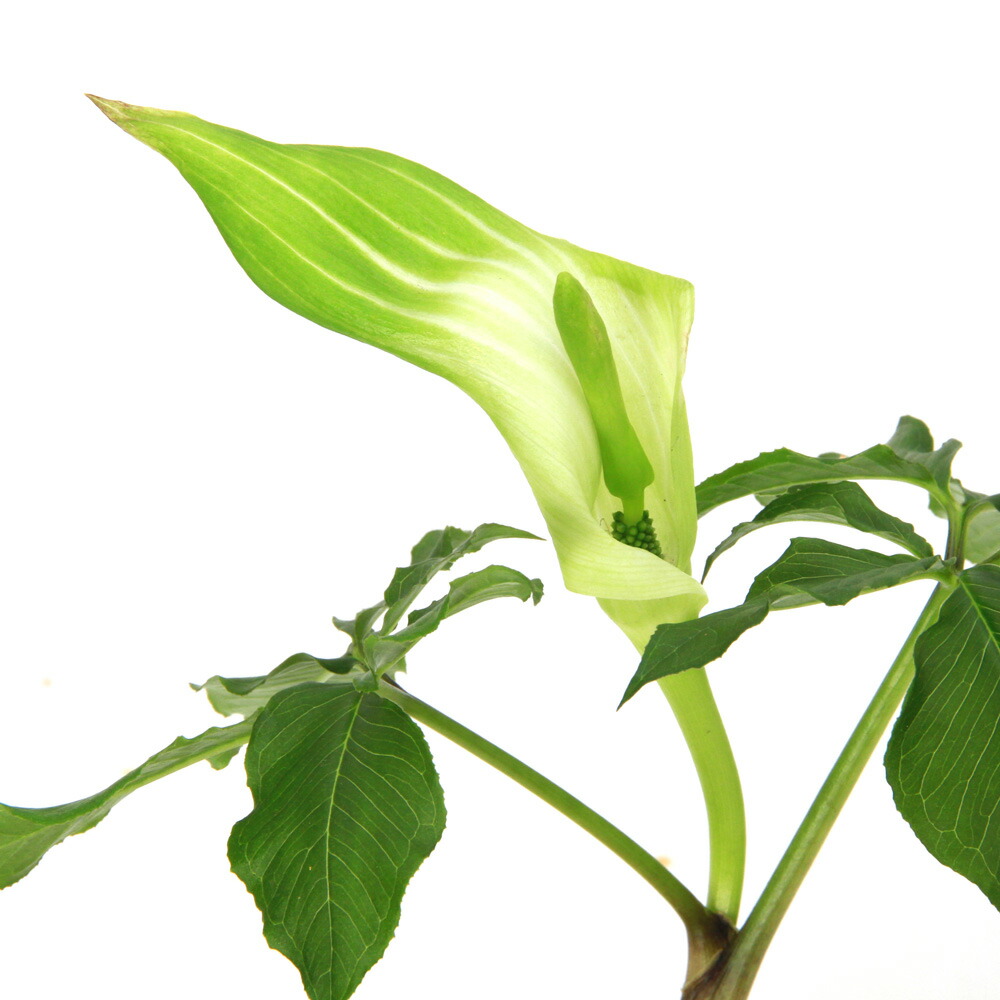 山野草　カンアオイ　ホロテンナンショウ　模様葉　開花見込み　①　休眠中 山野草 カンアオイ ホロテンナンショウ 模様葉 開花見込み ① 休眠中