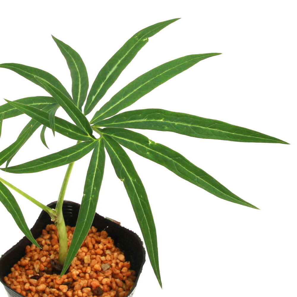 山野草　高山植物　斑入植物　『斑入り広葉テンナンショウ』 四季の山野草（ホソバテンナンショウ）