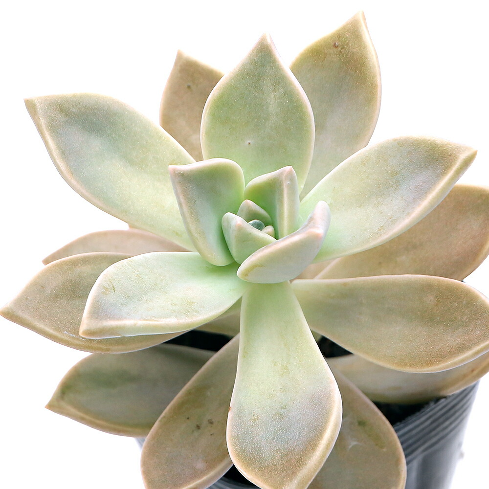 お取り置き専用　多肉植物　オルペット錦　他 お取り置き専用 多肉植物 オルペット錦 他 2025年最新】多肉植物