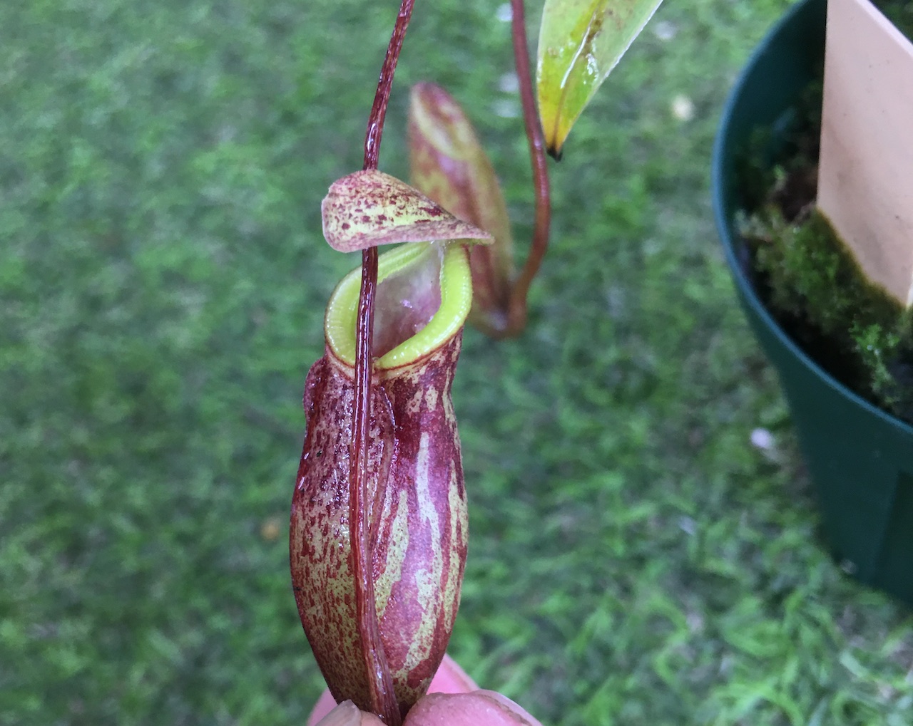 楽天市場 Nepenthes Glabrata 食虫植物 ウツボカズラ ネペンテス グラブラタ Cherryradishplants