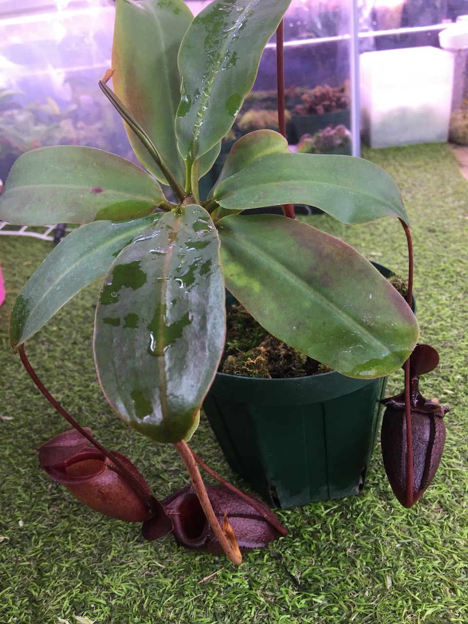 楽天市場 Nepenthes Rajah Mira 食虫植物 ウツボカズラ ネペンテス ラジャ ミラ Cherryradishplants