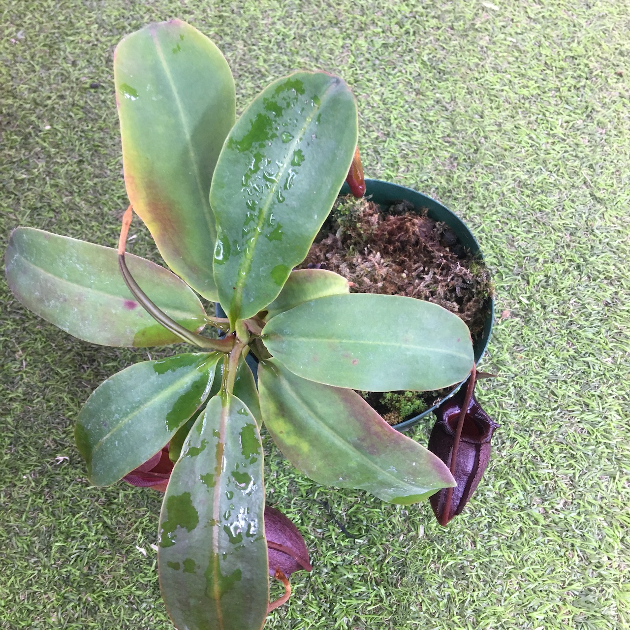 楽天市場 Nepenthes Rajah Mira 食虫植物 ウツボカズラ ネペンテス ラジャ ミラ Cherryradishplants