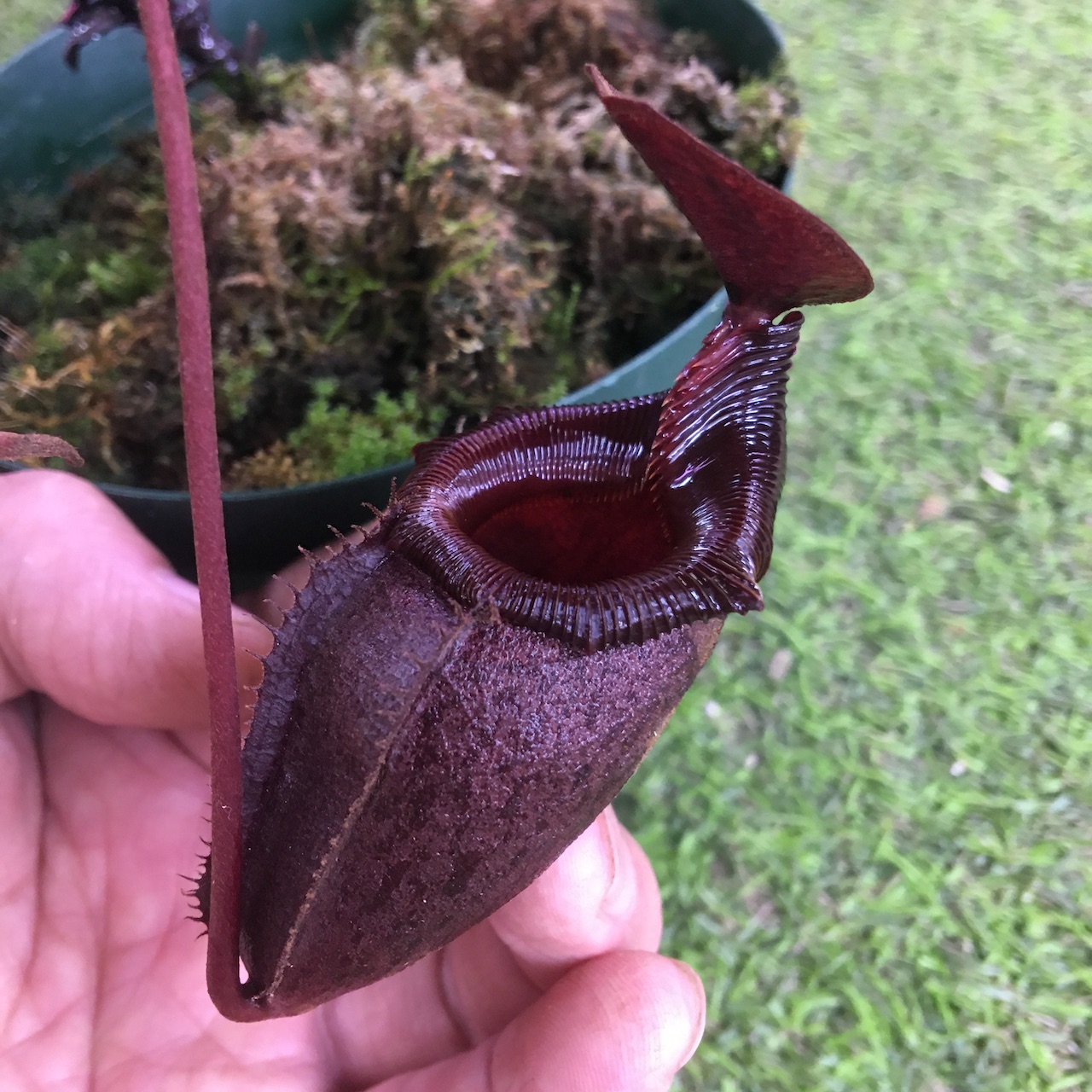 楽天市場 Nepenthes Rajah Mira 食虫植物 ウツボカズラ ネペンテス ラジャ ミラ Cherryradishplants