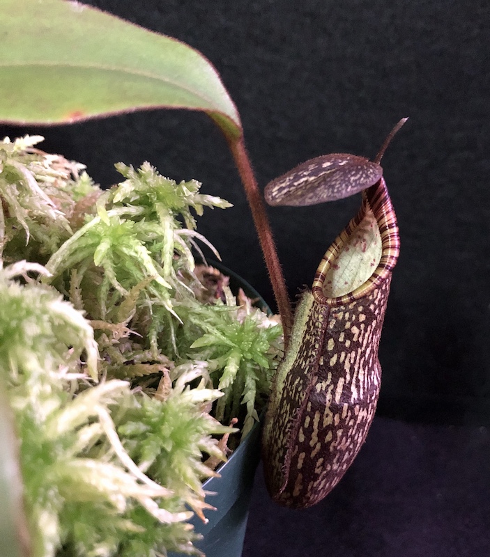 Nepenthes Spectabilis ネペンテス スペクタビリス食虫植物 ウツボカズラ 恵比寿の食虫植物専業鬻ぐ店 Cherryradishplantsからの販売です Walls Ie