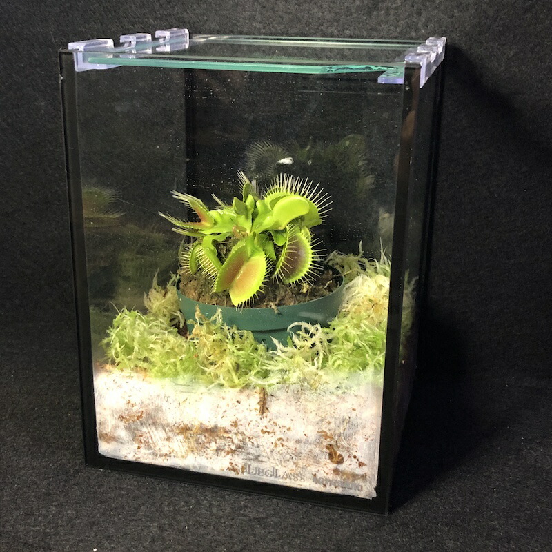 楽天市場 食虫植物育成セット ハエトリソウガラスケース 生水苔dionaeabigmouse Cherryradishplants