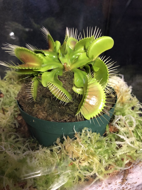 楽天市場 食虫植物育成セット ハエトリソウガラスケース 生水苔dionaeabigmouse Cherryradishplants