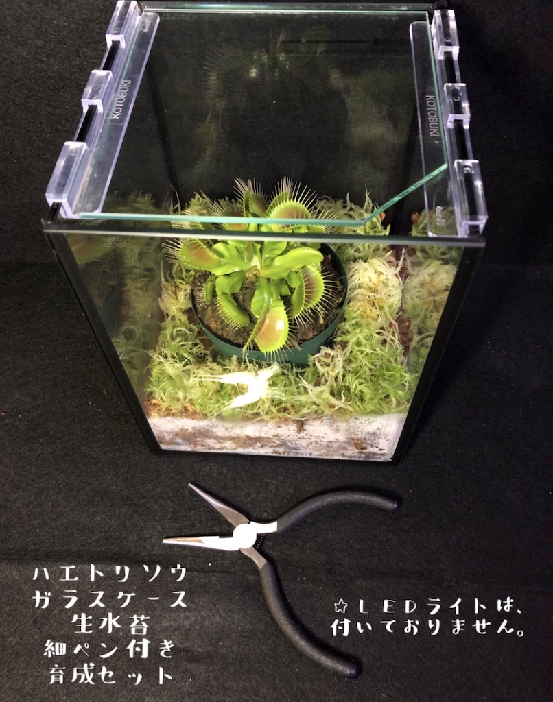 楽天市場 食虫植物育成セット ハエトリソウガラスケース 生水苔dionaeabigmouse Cherryradishplants