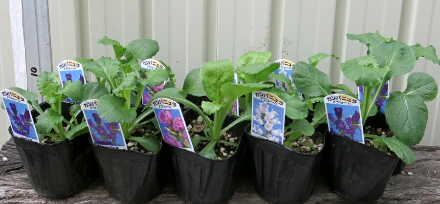 楽天市場 カンパニュラ苗 １０個 千草園芸