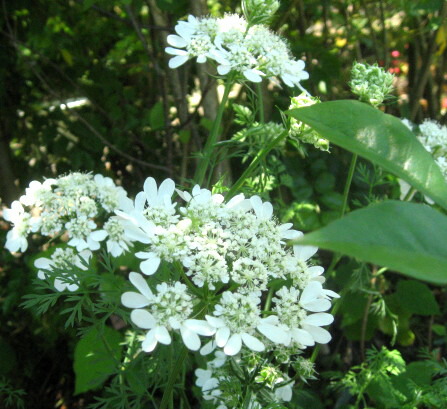 楽天市場 オルレア 種 千草園芸