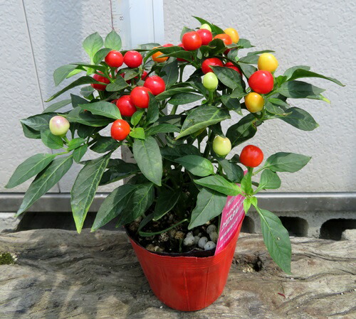 楽天市場 五色唐辛子 ゴシキトウガラシ クリスタルパール C22 千草園芸