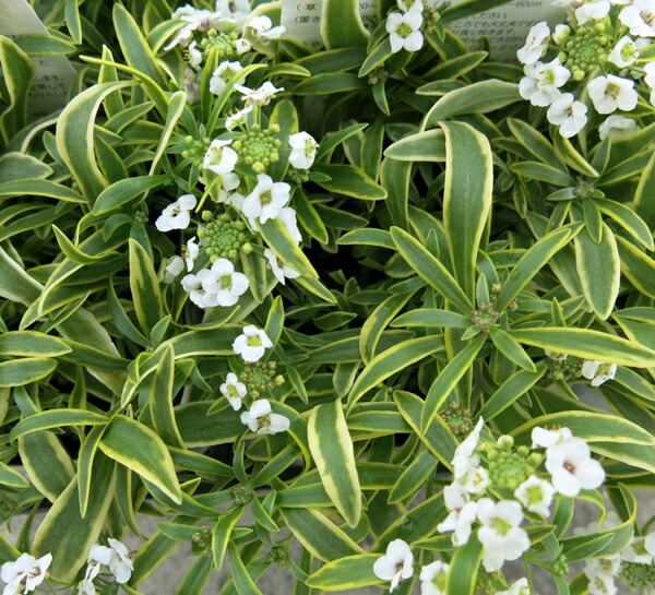 楽天市場】宿根サルビア チェリーセージ バイオリンミュージック 3.5号