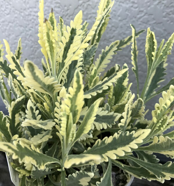 楽天市場 斑入りラベンダー苗 アラルディー メルロー 3 5号苗 B6 千草園芸