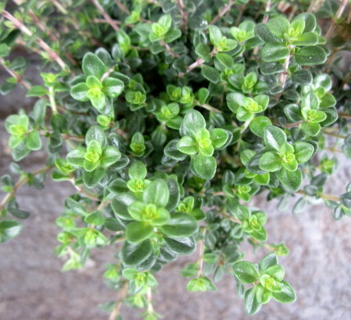 楽天市場】レモンミント 3号苗(c07) : 千草園芸