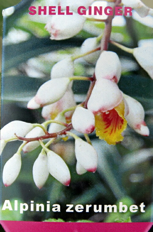 月桃縄 月桃縄【10メートル】 | Pay ID