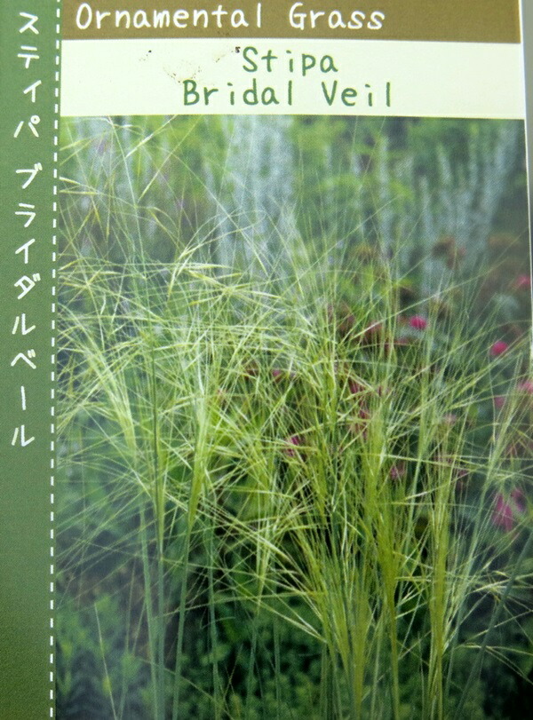 楽天市場 スティパ ブライダルベール 3 5号苗 P1 千草園芸