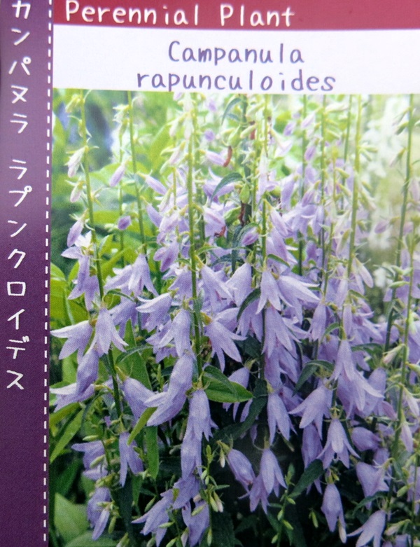 楽天市場 カンパニュラ ラプンクロイデス 3 5号苗 千草園芸