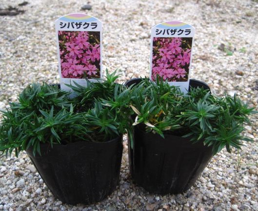 楽天市場 芝桜 シバザクラ ピンク 2個セット B4 千草園芸