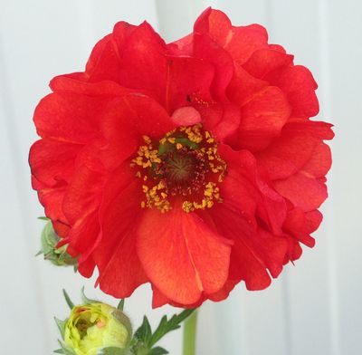 楽天市場】日本トキソウ ピンク花 3.5号（g2） : 千草園芸