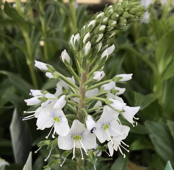 【楽天市場】ベロニカ・ゲンチアノイデス 3.5号ポット苗（c10）：千草園芸