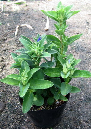 楽天市場 リンドウ苗 北上リンドウ 千草園芸