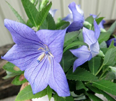 楽天市場】桔梗(キキョウ)苗 高性種 二重咲き 紫 3号苗【ガーデン