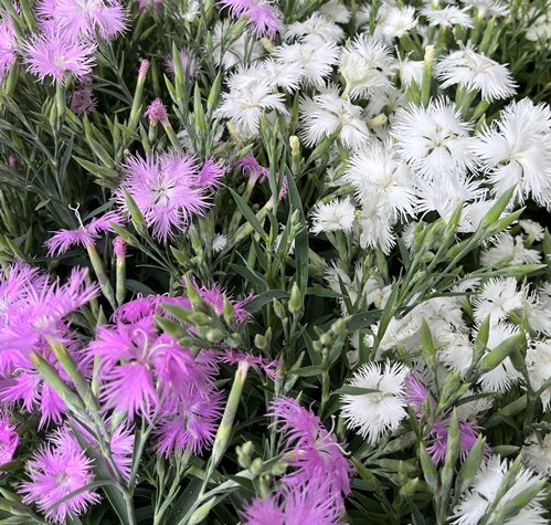 ワレモコウ様 楽天市場】ワレモコウ 5号鉢植え苗 : 千草園芸