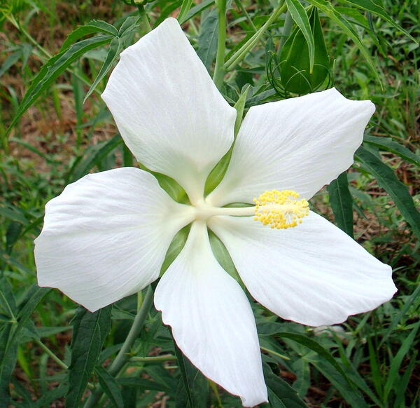 楽天市場 白花モミジアオイの種 千草園芸