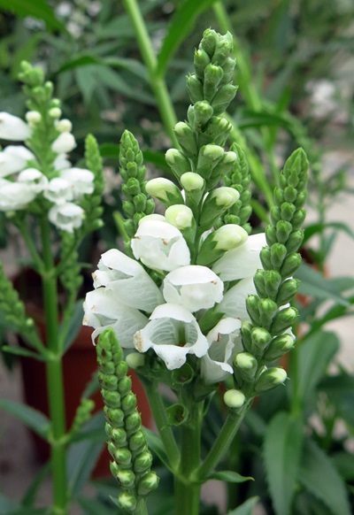 予約　専用　フジバカマ　５５０苗　白　赤 Amazon | フジバカマ 苗 赤白寄せ植え 藤袴 3号 山野草 宿根草