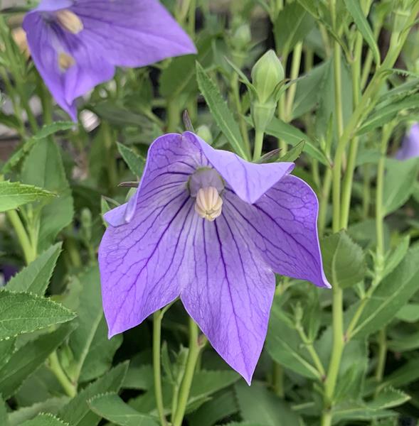 楽天市場】桔梗(キキョウ)苗 高性種 二重咲き あずき色 3号苗