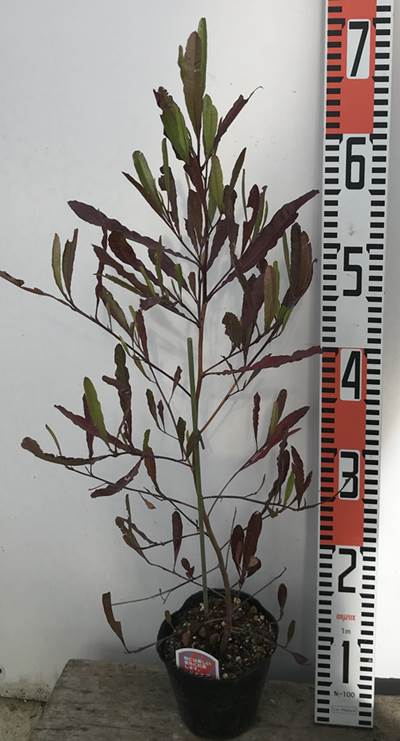 楽天市場 ドドナエア ヴィスコサ プルプレア 3 5号苗 H06 千草園芸