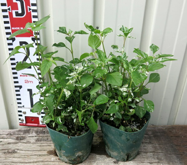 楽天市場 アルテルナンテラ エンジェルレース 3号苗 2個 千草園芸