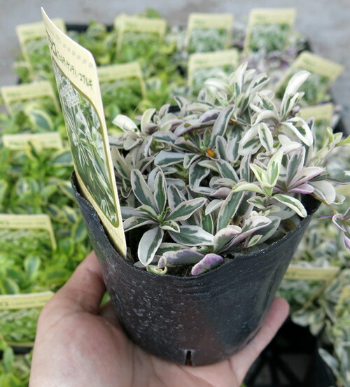 楽天市場】越中ミセバヤ(エッチュウミセバヤ) 3.5号ポット苗 : 千草園芸