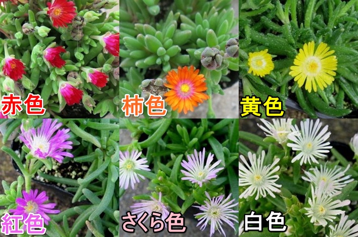 楽天市場 選べる５色 四季咲き松葉菊 シキザキマツバギク 3号 千草園芸
