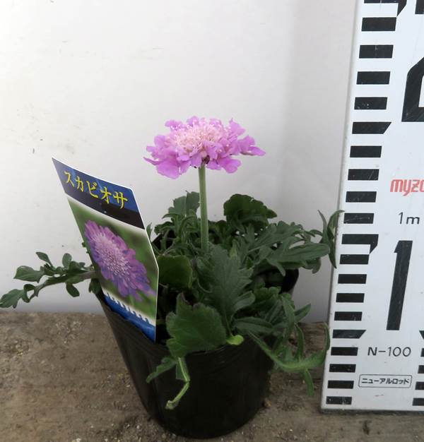 楽天市場 セイヨウマツムシソウ 西洋松虫草 3号苗 ピンク E11 千草園芸