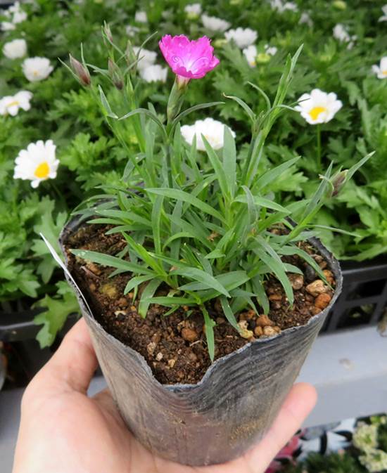 楽天市場 宿根香りナデシコ 3号苗 千草園芸 楽天市場 宿根香りナデシコ 3号苗 千草園芸