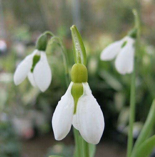 スノードロップ様　２分の１ img61011054.jpg