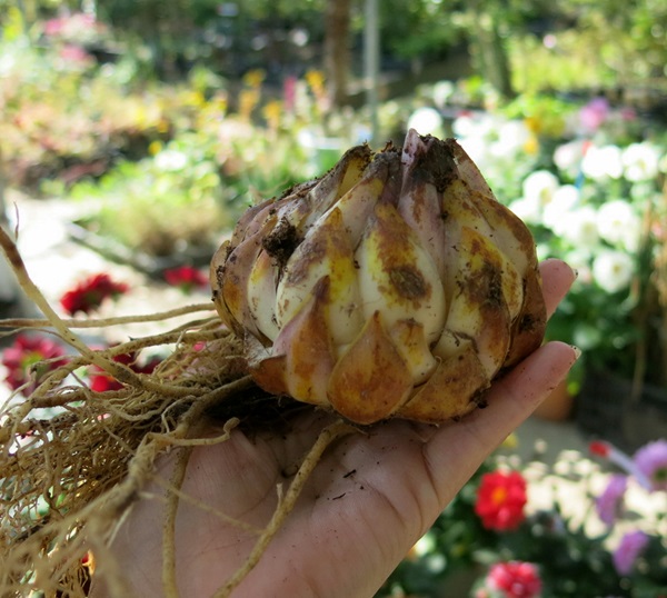 楽天市場 カサブランカ球根 特大球 球周24 26cm 千草園芸