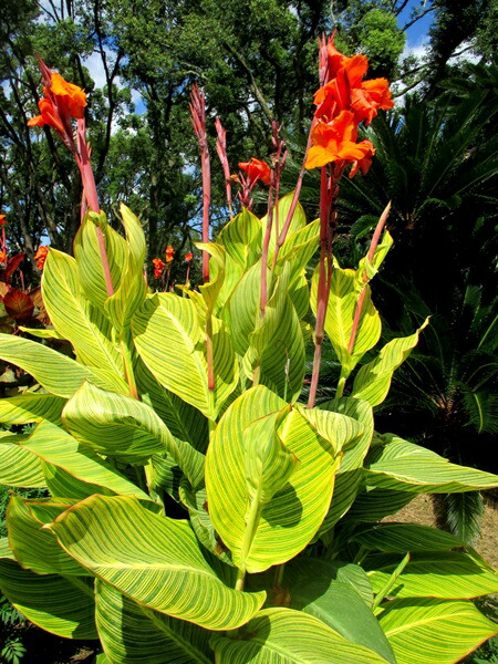 3 Rhizomes Canna Indica Russian Red Canna Lily Rhizomes Not
