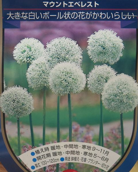 楽天市場 アリウム マウントエベレスト 球根 １球入り E2 千草園芸