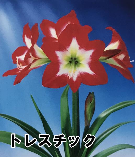 楽天市場 小型 コンパクトアマリリス球根ポット苗 E1 千草園芸